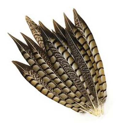 Lady Amherst Phesant Tails - BROWN